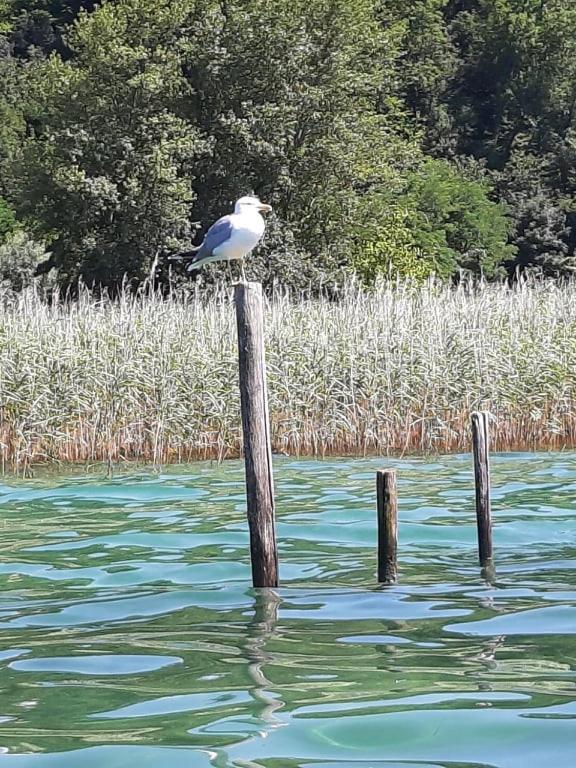 Le Lamartine, Vue Magnifique Face Au Lac Du Bourget Aix-les-Bains Luaran gambar